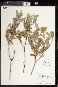 Croton californicus image