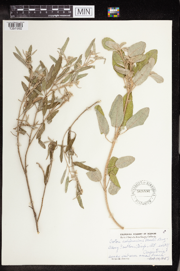 Croton californicus image