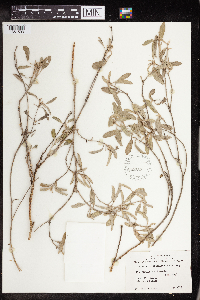 Croton californicus image