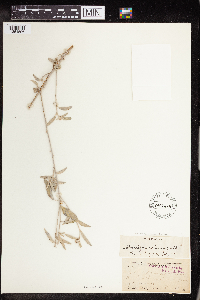 Croton californicus image