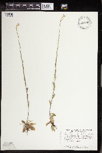 Arabis pycnocarpa image