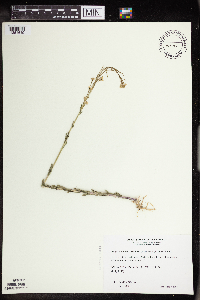 Arabis pycnocarpa image