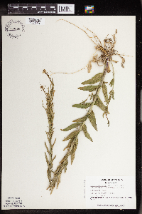 Arabis pycnocarpa image