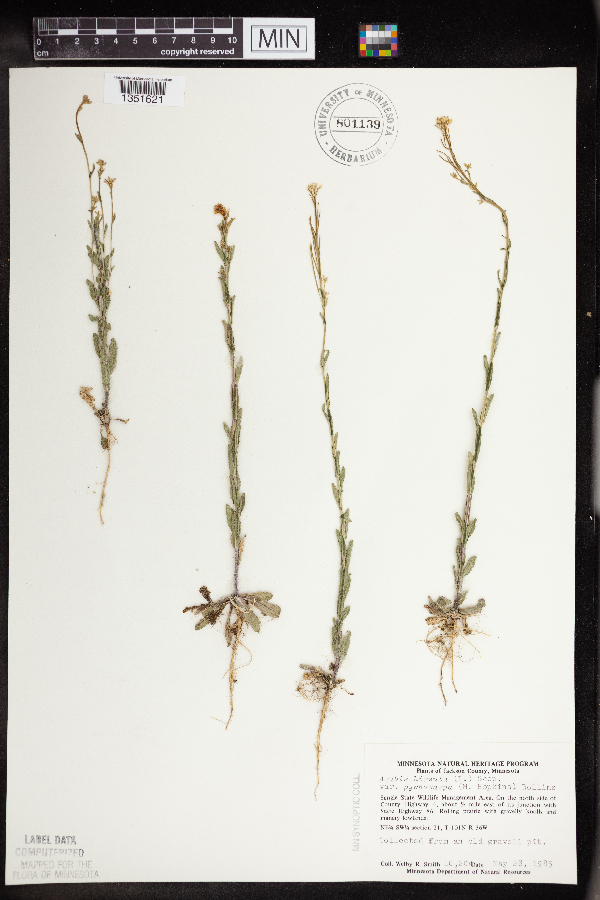 Arabis pycnocarpa image