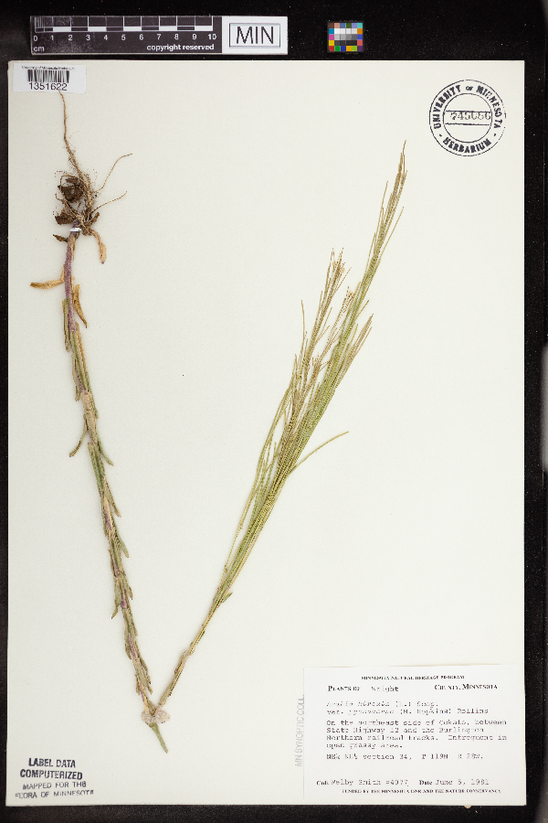 Brassicaceae image