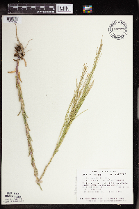 Arabis pycnocarpa image