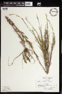 Arabis pycnocarpa image