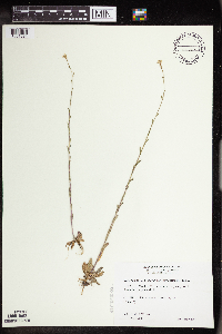 Arabis pycnocarpa image