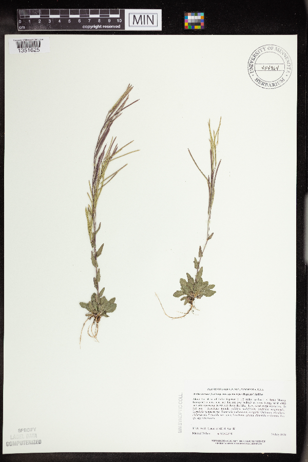 Arabis pycnocarpa var. pycnocarpa image