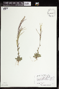 Arabis pycnocarpa image