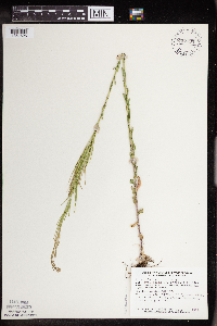 Arabis pycnocarpa image