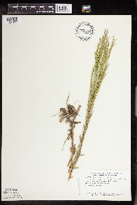 Arabis pycnocarpa image