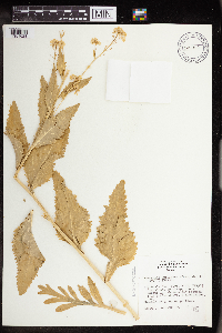Armoracia rusticana image