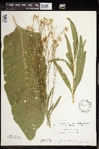 Armoracia rusticana image