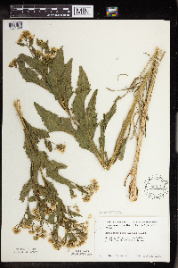 Armoracia rusticana image