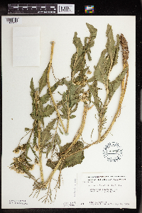 Armoracia rusticana image