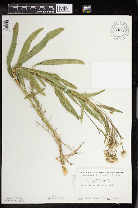 Armoracia rusticana image
