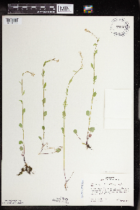 Barbarea orthoceras image