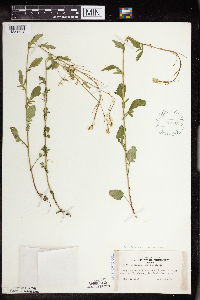 Barbarea orthoceras image