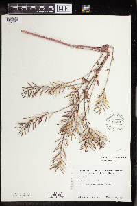 Barbarea orthoceras image