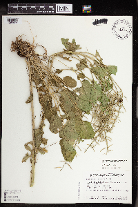 Barbarea vulgaris image