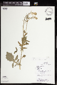 Barbarea vulgaris image