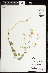 Barbarea vulgaris image
