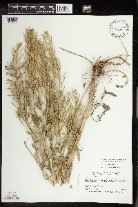 Barbarea vulgaris image
