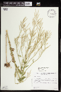 Barbarea vulgaris image