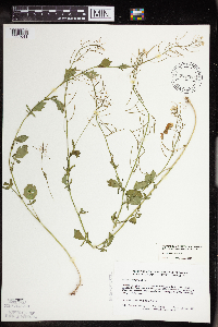 Barbarea vulgaris image