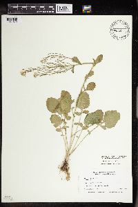 Barbarea vulgaris image