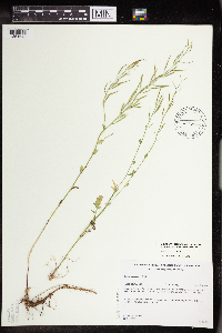 Barbarea vulgaris image