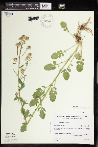 Barbarea vulgaris image