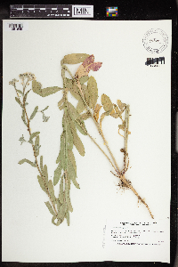 Berteroa incana image