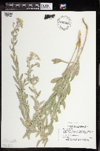 Berteroa incana image
