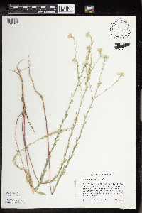 Berteroa incana image