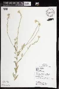 Berteroa incana image