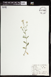 Berteroa incana image