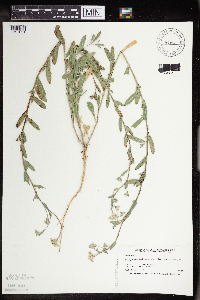 Berteroa incana image