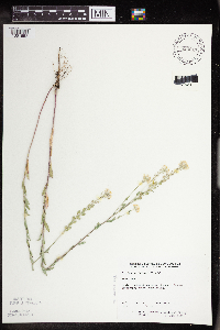 Berteroa incana image