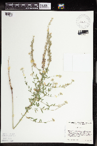 Berteroa incana image