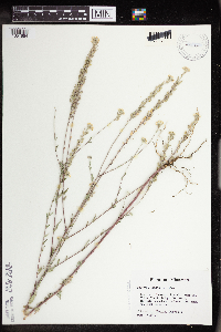 Berteroa incana image