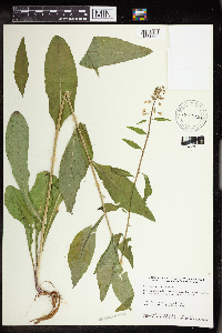 Silene antirrhina image