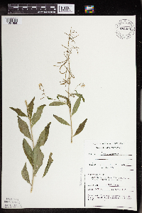 Boechera canadensis image