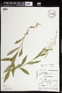 Boechera canadensis image