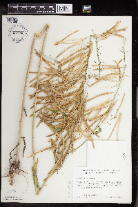 Boechera canadensis image