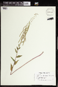 Boechera canadensis image