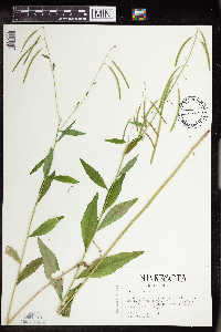 Boechera canadensis image