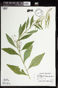 Boechera canadensis image