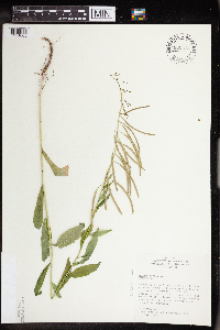 Boechera canadensis image